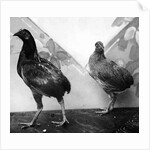 Manx bantams by George Bellett Cowen